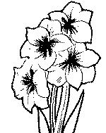 lillies011.gif