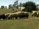 sheep006.jpg