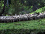 sheep007.jpg